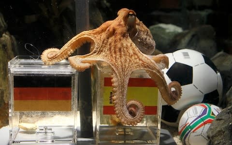 Paul the "octopus oracle" correctly predicting Spain's victory in their World Cup semi-final against Germany in 2010 - Credit: Reuters