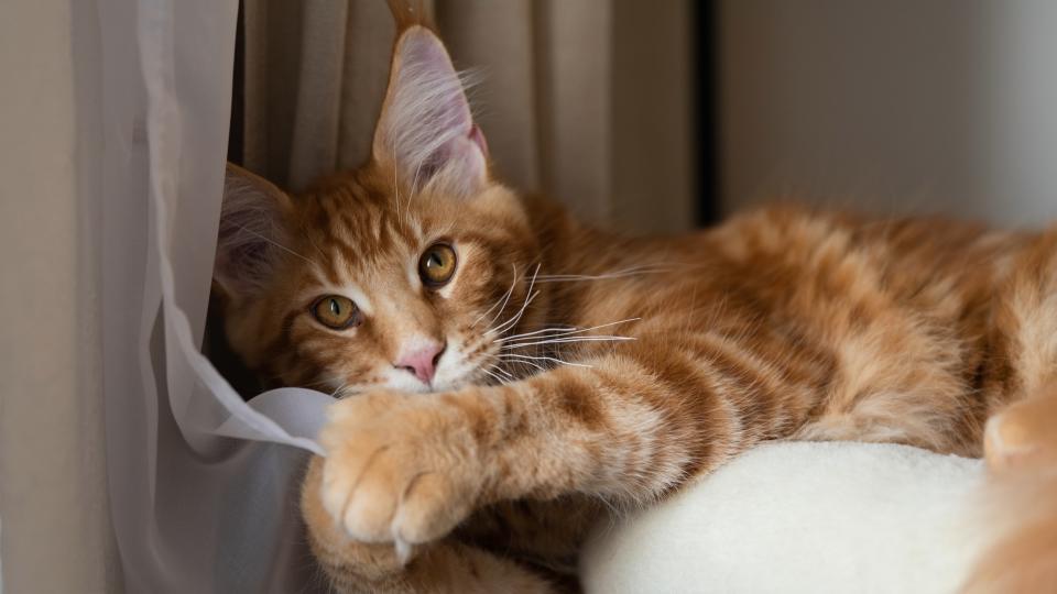 Maine Coon kitten playing with curtains