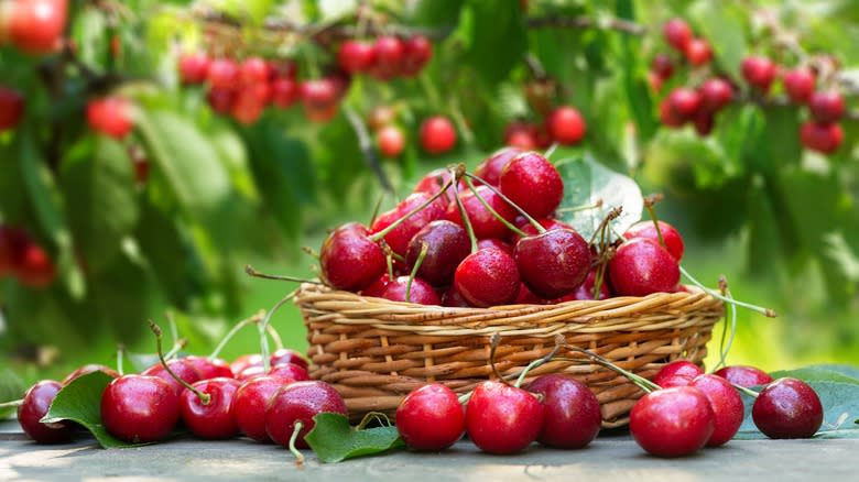 basket of fresh picked cherries