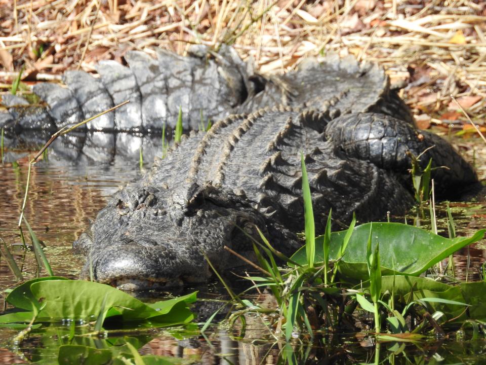 Tips to keep you and your pets safe as gator mating season approaches