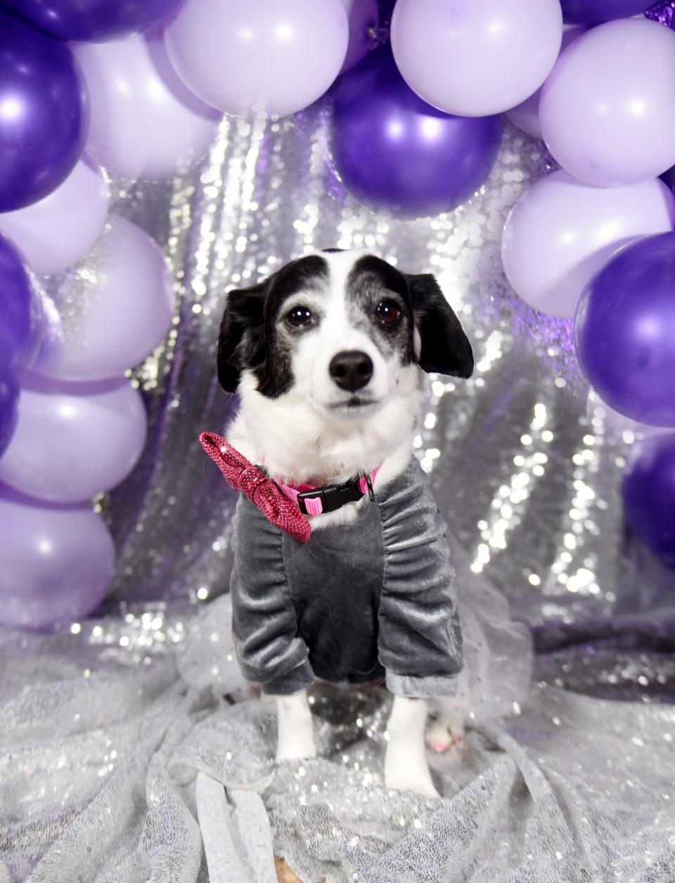 Dottie is a Jack Russell terrier, owned by Biskie Duncan, who is part of the Robinson's Rescue 2022 Best in Sheaux homecoming court. 