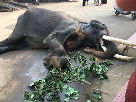 Fed the wrong diets, Kerala’s elephants suffer malnourishment (Action for Elephants UK)