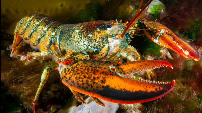 A live lobster in an aquatic setting