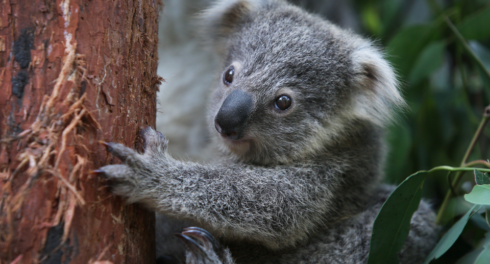 A close up of a baby koala in a tree.