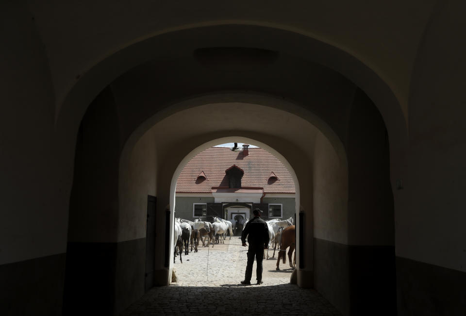 In this photo taken on Thursday, July 11, 2019, a herd of horses are led to their stables at a stud farm in Kladruby nad Labem, Czech Republic. UNESCO this month added a Czech stud farm to its World Heritage List, acknowledging the significance of a horse breeding and training tradition that has survived centuries. Founded 440 years ago to breed and train ceremonial horses to serve at the emperor’s court, the National stud farm and its surrounding landscape have kept its original purpose since. (AP Photo/Petr David Josek)