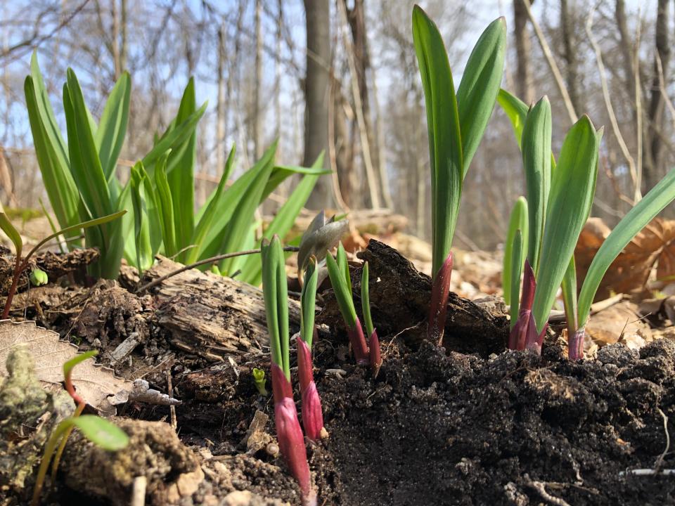 While it isn't as showy as other spring wildflowers, wild leek is a native plant, and it has already started to appear in woodlands. These are seen in April 2022 at Rum Village Park in South Bend.