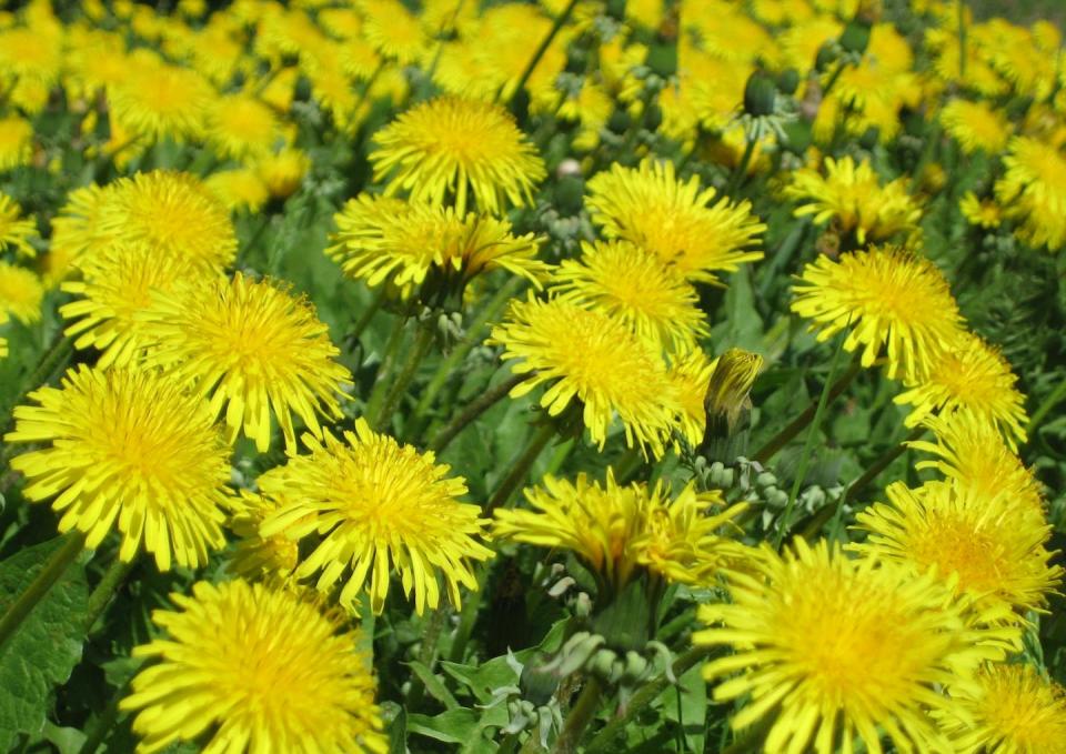 La apomixis es un modo de reproducción muy frecuente entre las angiospermas. El popular diente de león (<em>Taraxacum officinale</em>) es una especie apomíctica. <a href="https://es.wikipedia.org/wiki/Apomixis#/media/Archivo:Common_dandelion_(Taraxacum_officinale_in_Finnish_voikukka).jpg" rel="nofollow noopener" target="_blank" data-ylk="slk:Pöllö / Wikimedia Commons;elm:context_link;itc:0;sec:content-canvas" class="link ">Pöllö / Wikimedia Commons</a>, <a href="http://creativecommons.org/licenses/by/4.0/" rel="nofollow noopener" target="_blank" data-ylk="slk:CC BY;elm:context_link;itc:0;sec:content-canvas" class="link ">CC BY</a>