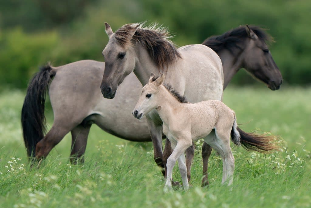 A Konik pony foal at the National Trust’s Wicken Fen nature reserve in Cambridgeshire. (Joe Giddens/ PA)