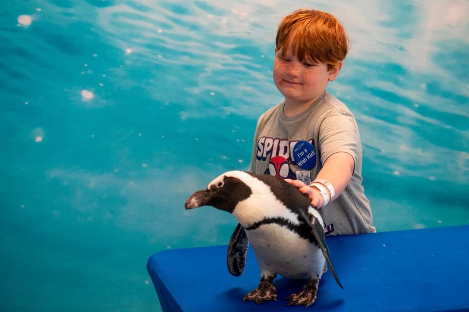 Weston Brown, 6, of Ellisville, pets a penguin named Pumpkin during a special tour at the Mississippi Aquarium in Gulfport on Wednesday, March 20, 2024, as a part of his Make-A-Wish trip to the Mississippi Coast. Weston, who is in remission from cancer, chose to come to the coast because he had never been to the ocean before and loves to fish.
