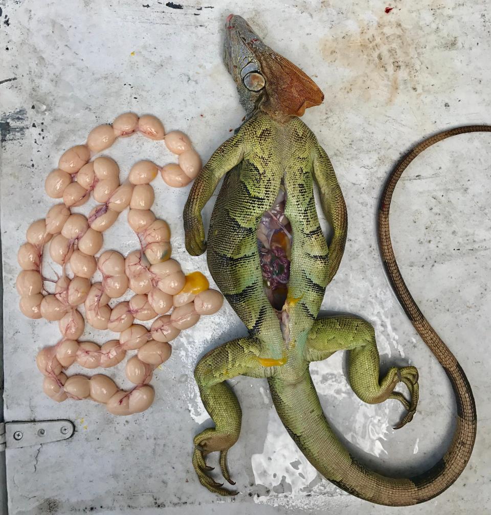 The body of a female iguana is set next to her eggs. 