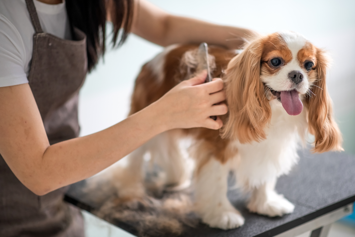 A Cavalier King Charles Spaniel dog happily being groomed by a female professional groomer, dog is standing on a table with the groomer combing dog's fur, with a blurred background of grey