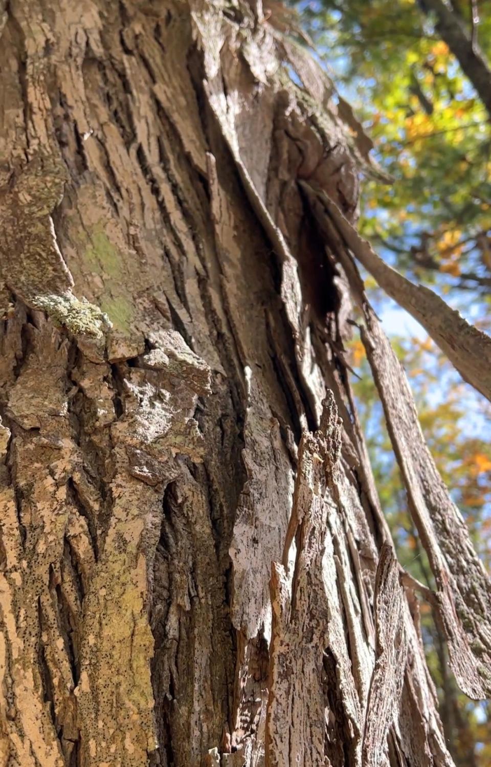 Insects and even bats like the bark of a shagbark hickory tree as a place to shelter.