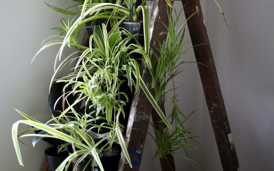 Spider plants standing on a ladder, as seen in the living room of houseplant expert Mercy Morris' home  - Clara Molden