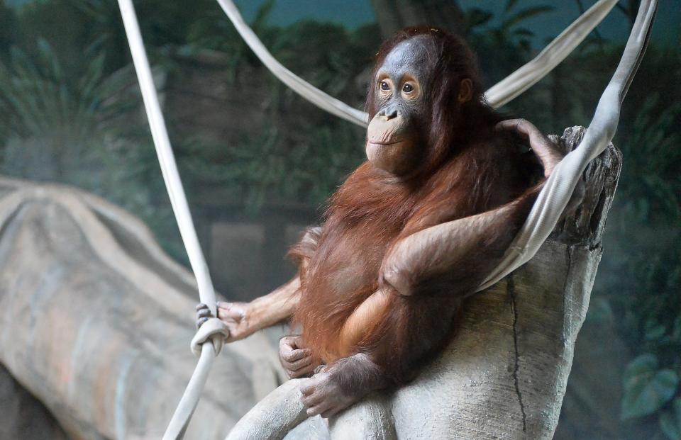 Erie Zoo orangutan Otis hangs out in his enclosure. The zoo is open daily.