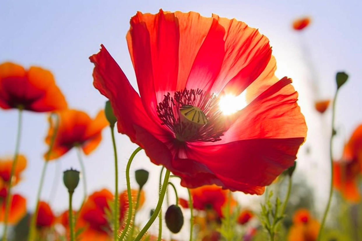 poppy flower  (Getty Images)