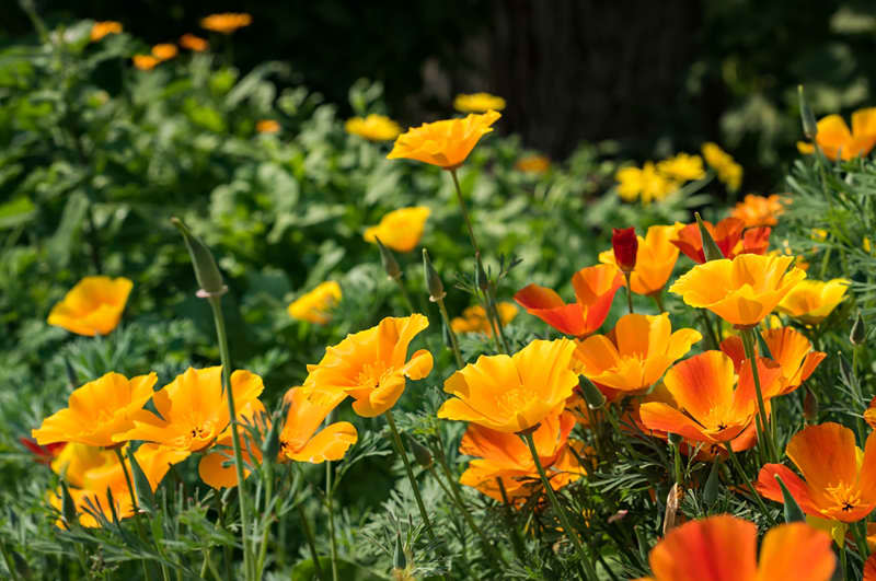 Bright yellow orange flowers of the ashsholtsia , the California poppy blooms on a flower bed in the garden on a sunny summer day.