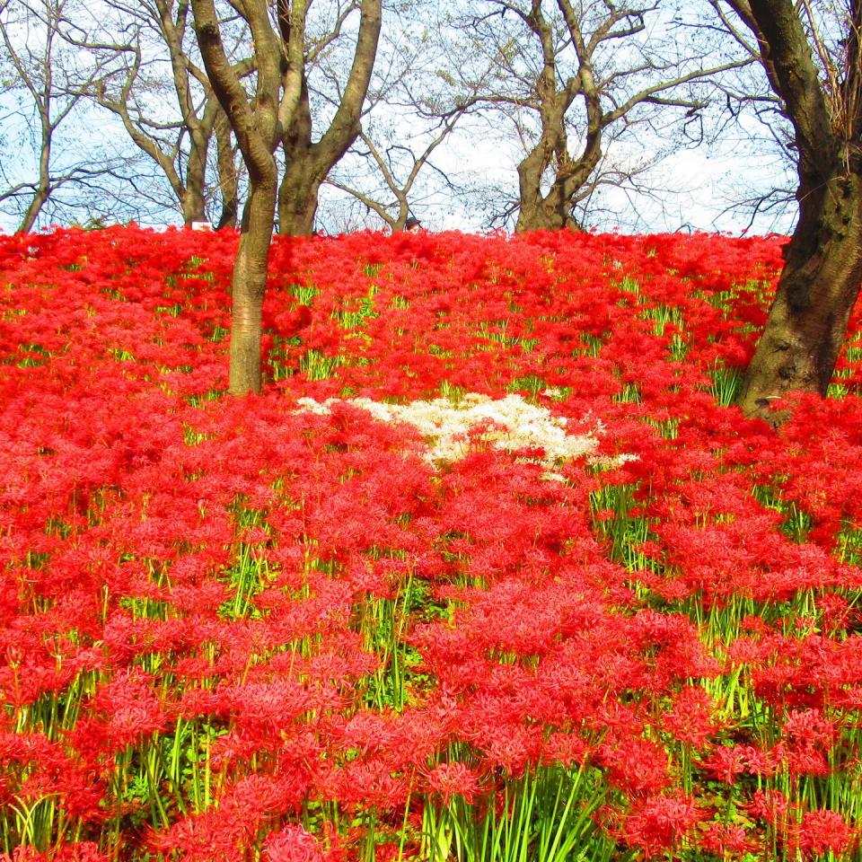 日本旅遊｜初秋必去~ 5大絕美彼岸花景點！逾500萬朵打造豔紅花海、期間限定曼珠沙華祭、琵琶湖+日落作背景