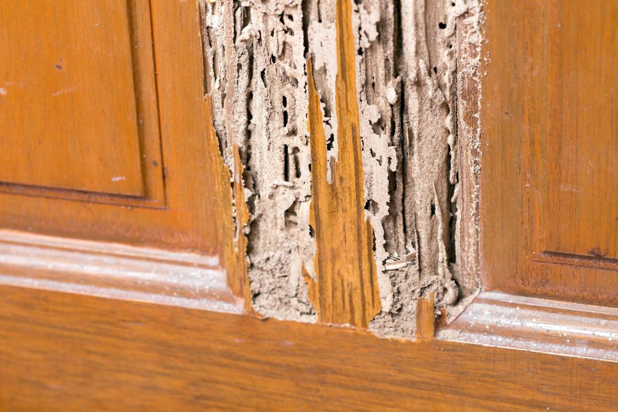 Wood door with termite damage