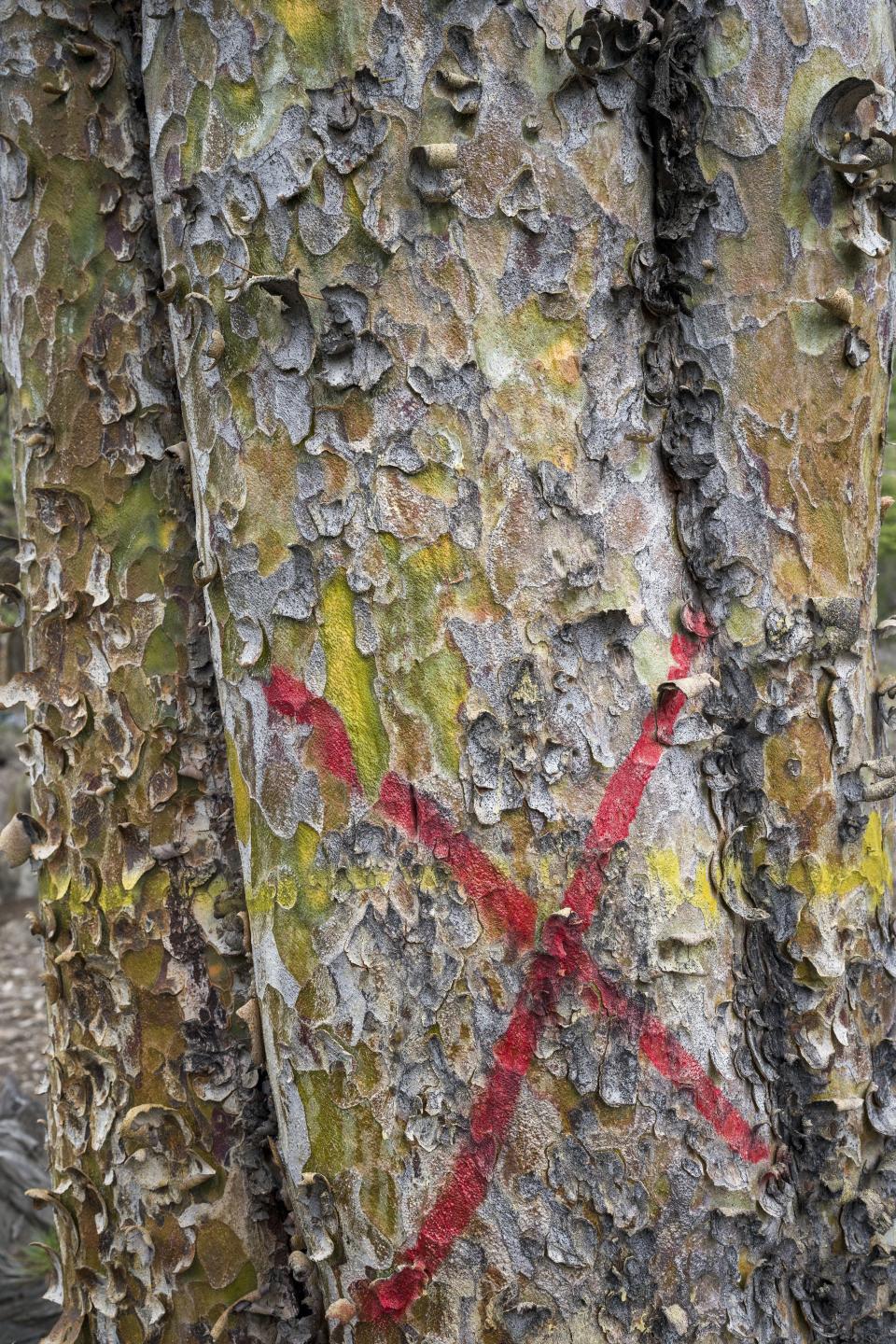 A cross mark is painted on a Chilgoza pine, marked to be felled in Rarang panchayat area to make way for a pylon for the Tidong Hydropower Project In Kinnaur district of the Himalayan state of Himachal Pradesh, India, Monday, March 13, 2023. Thousands of trees, including the rare Chilgoza pine whose nuts are prized and provide valuable income for local communities, are being cut to make way for construction. (AP Photo/Ashwini Bhatia)