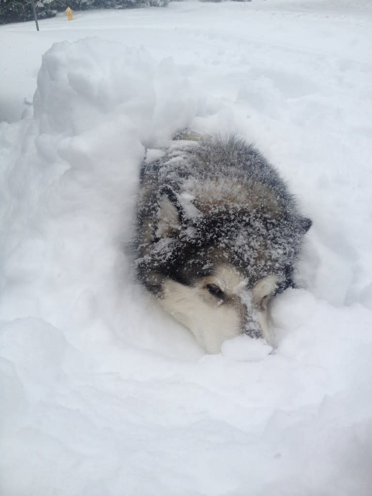 Swimmer Missy Franklin's adorable Siberian husky, Ruger, playing in the snow.