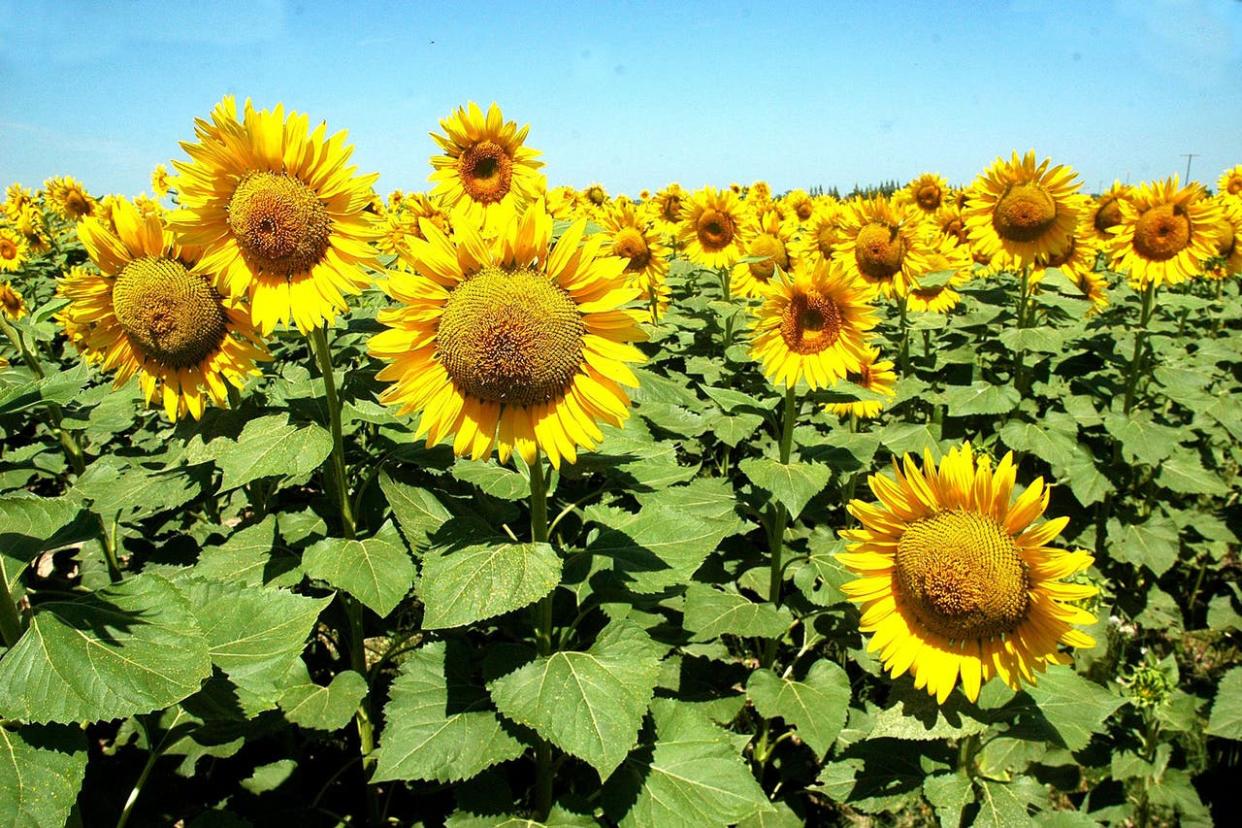 El mercado mundial del girasol está en alza