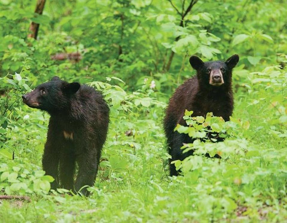 Missouri’s population of black bears has been growing, according to the department of conservation, which has conducted hair snare studies in the lower half of the state.