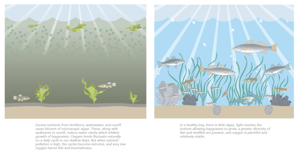 A graphic from the 2021 "State of the Bays" report shows the differences between healthy and unhealthy bays.