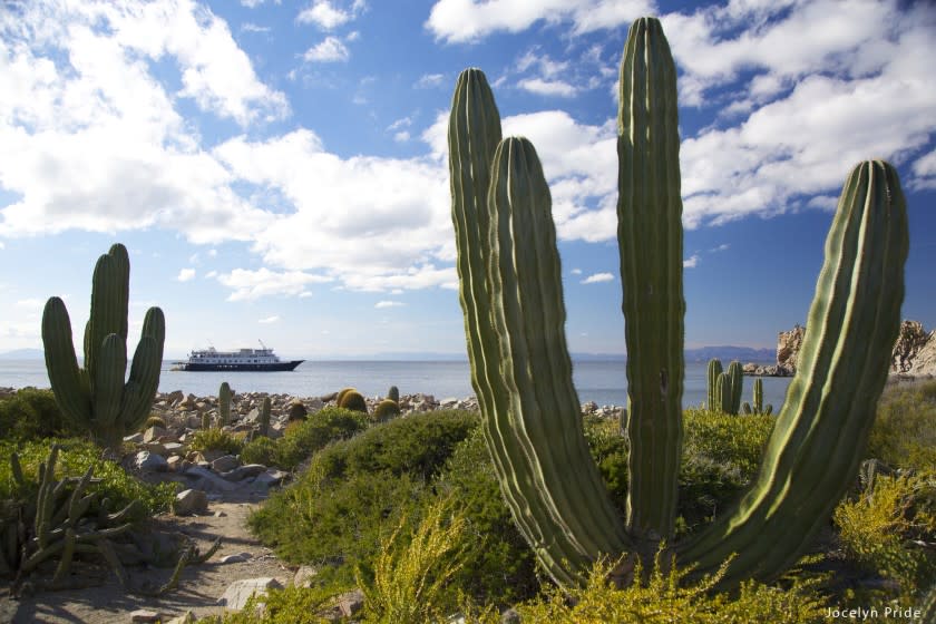 Un-Cruise Adventures, which sails in Mexico's Sea of Cortez, adopted a seafood policy in keeping with Seafood Watch guidelines.