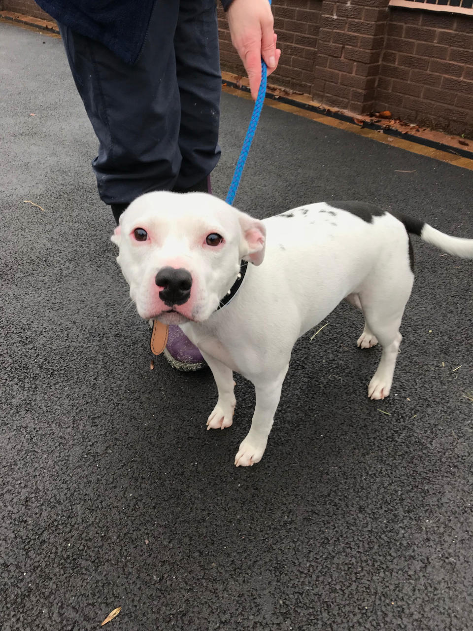 A Staffordshire bull terrier, who has been named Snoop, that was abandoned at the side of the road in Trentham, Stoke-on-Trent. Source: RSPCA
