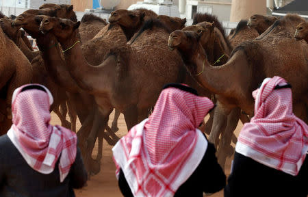 Saudi men stand next to camels as they participate in King Abdulaziz Camel Festival in Rimah Governorate, north-east of Riyadh, Saudi Arabia January 19, 2018. REUTERS/Faisal Al Nasser