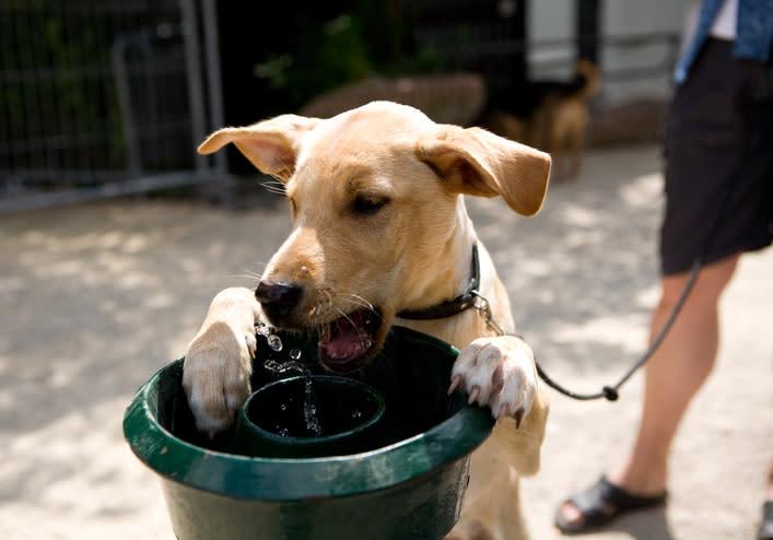 Si está más sediento que nunca, consulta con el veterinario. - Foto: Mitchell Aidelbaum/Getty Images