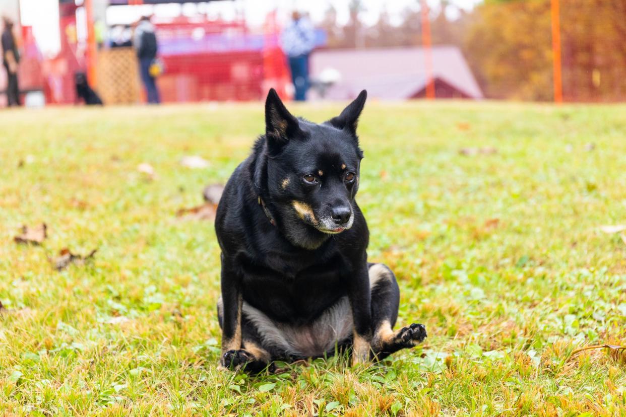 A pet dog enjoying the grassy field of a public dog park, scratching his bum along the grass.