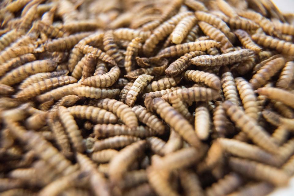 A picture taken on July 17, 2019 shows a dish of Black Soldier Fly larvae which is an ingredient at Gourmet Grubb, a food stand run by chef Mario Barnard (not visible) specializing in using insects in cuisine, in Cape Town. - Mopane worms are a traditional snack in South Africa, but a Cape Town restaurant is set to crawl into the history books as the first to serve a full menu of bug-infused delicacies. Barnard uses mostly dried, ground up worms or pupae, which he sources from people producing them to feed exotic pets. These dried insects are high in protiens, fats, and a variety of minerals, making them very healthy to eat. (Photo by RODGER BOSCH / AFP)        (Photo credit should read RODGER BOSCH/AFP via Getty Images)