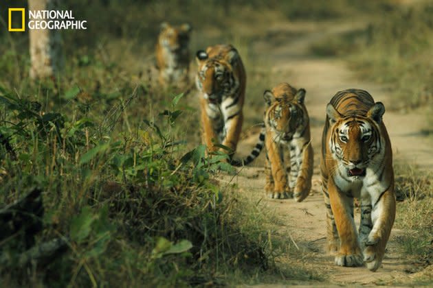 Des tigres pris en photo dans la réserve indienne de Bandipur, à Karnataka en Inde. <br><br>Toutes les photos sur <a href="http://ngm.nationalgeographic.com/your-shot/weekly-wrapper" rel="nofollow noopener" target="_blank" data-ylk="slk:nationalgeographic.com;elm:context_link;itc:0;sec:content-canvas" class="link ">nationalgeographic.com </a>