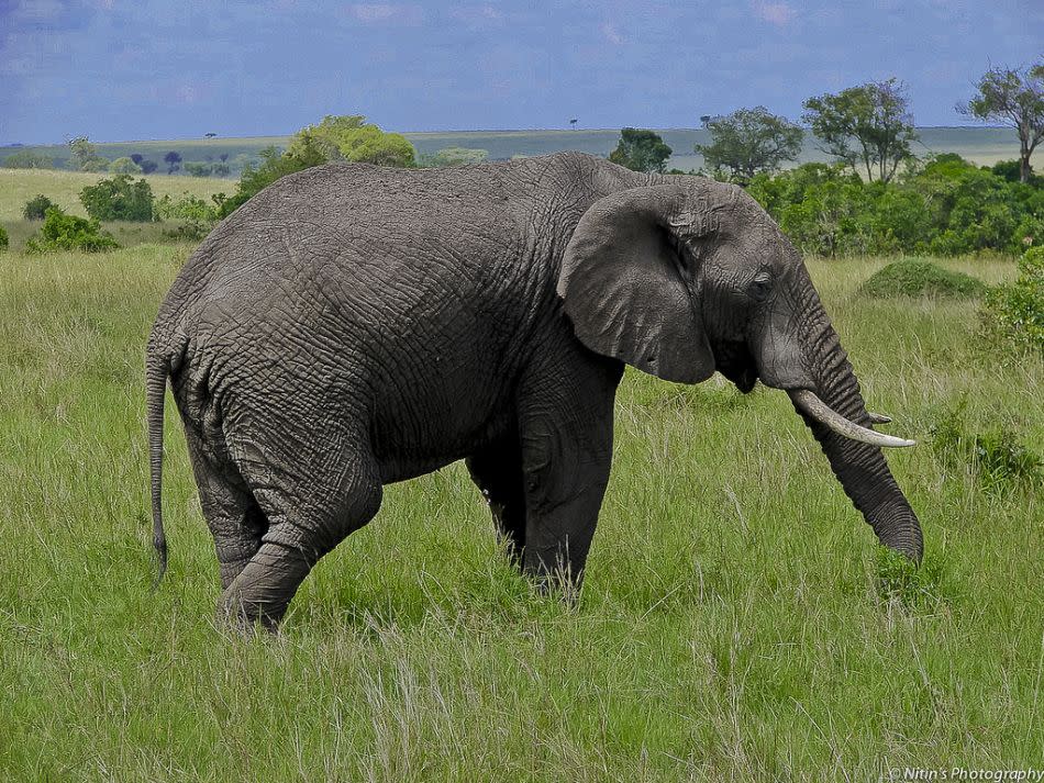 This tuft seems good, an African Elephant seems to muse as it grazes. Grass was plentiful in the game reserve after the rains.