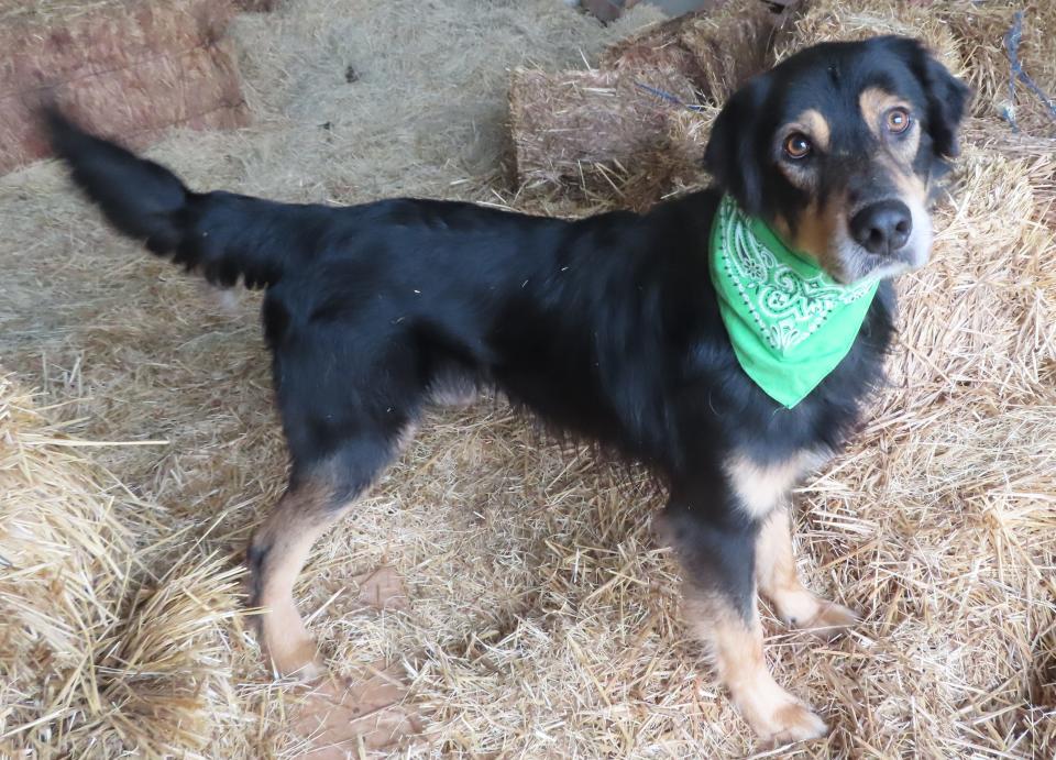 Rogan, ID #404164, is a handsome and easygoing fellow. He's a 3-year-old, 59-pound Gordon setter mix. Rogan is friendly with other dogs and knows basic commands. This breed is known for obedience and loyalty. He will be a wonderful addition to any dog-loving family. Due to overcrowding, any dog that weighs 40 pounds or more is fee-waived. To meet Jethro, go to the Oklahoma City Animal Shelter at 2811 SE 29 between noon and 5 p.m. or go to www.okc.gov or www.okc.petfinder.com.