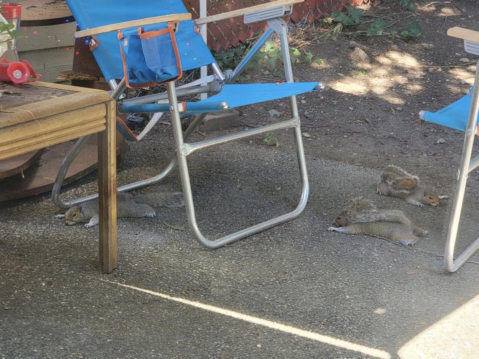 Two squirrels bask in the shade with a blue chair behind them.