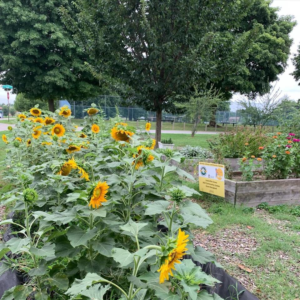 Sunflowers and other plants grow from the Shively Library Community Garden in 2022.