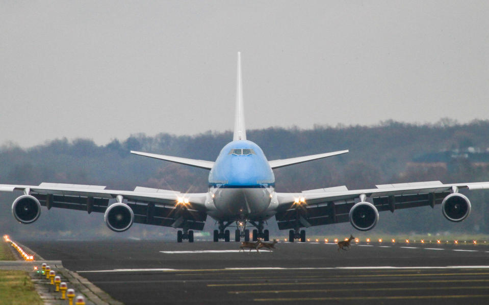 The 747 is greeted by deer at Enschede - Sjoerd Drost