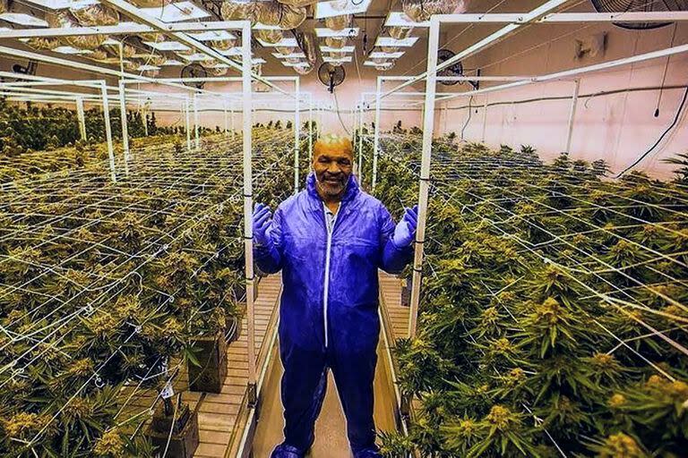 Mike Tyson habló del rol terapéutico del cannabis para su transformación