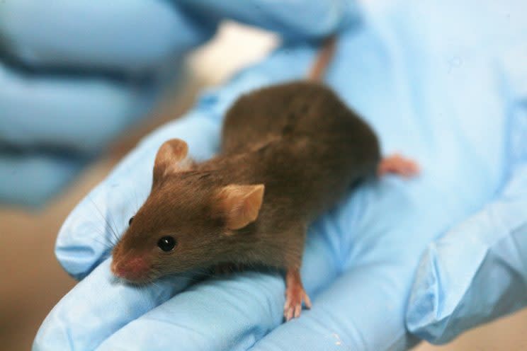 Researchers prompted the mice to attack prey by flipping a biological switch in their brains (Wikipedia)