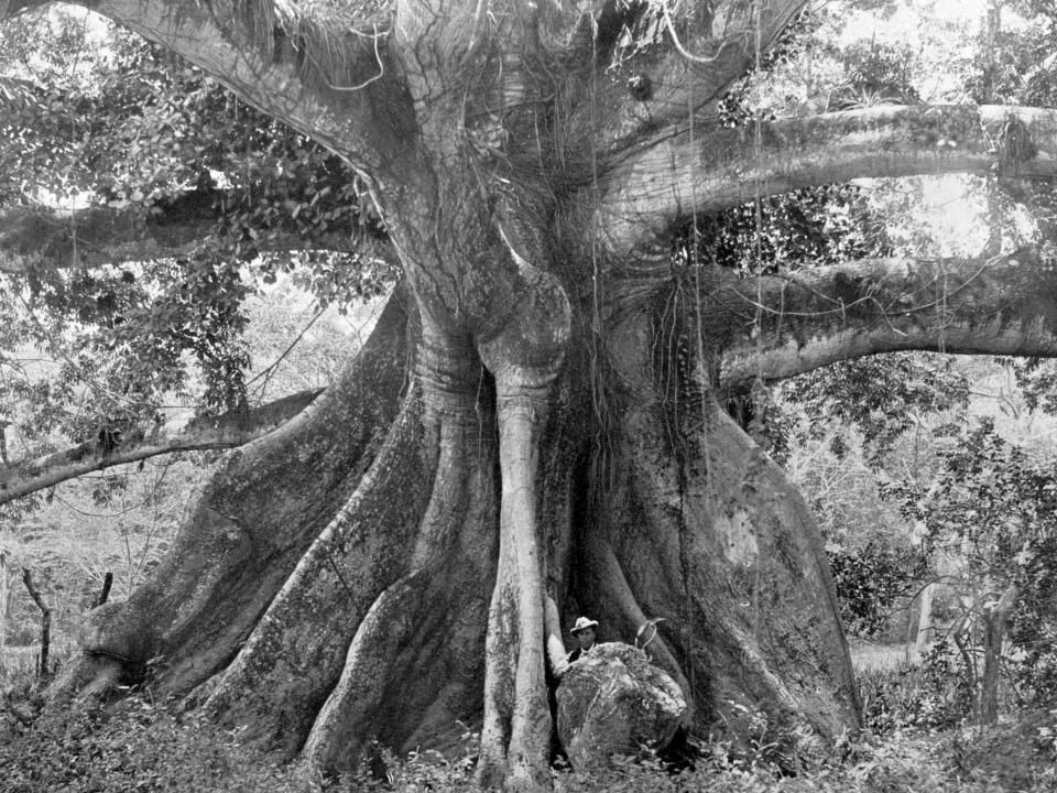 Silk cotton tree in Jamaica