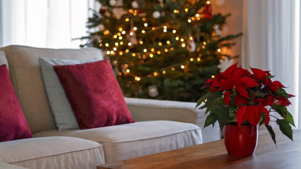 christmas interior with traditional red poinsettia flower on table and fir christmas tree with lights at background living room winter lifestyle