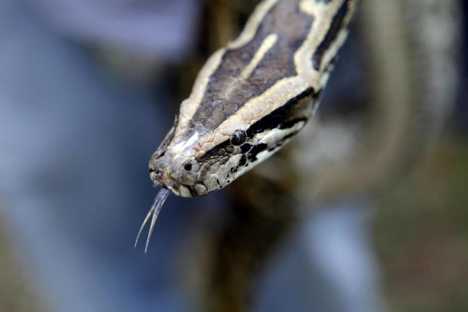 Una pitón birmana se muestra durante una conferencia de prensa en los Everglades de la Florida, donde la Comisión de Pesca y Vida Silvestre de la Florida anunció una temporada especial para que los cazadores capturen y retiren los reptiles de interés de las tierras administradas por el estado alrededor de los Everglades, el lunes 22 de febrero de 2010. (AP Photo/Lynne Sladky)