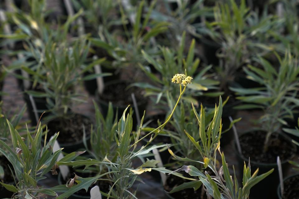 Guayule plants grow at the Bridgestone Bio Rubber farm Monday, Feb. 5, 2024, in Eloy, Ariz. Guayule thrives amidst drought, its leaves set apart from dry dirt at a research and development farm operated by the tire company Bridgestone. (AP Photo/Ross D. Franklin)