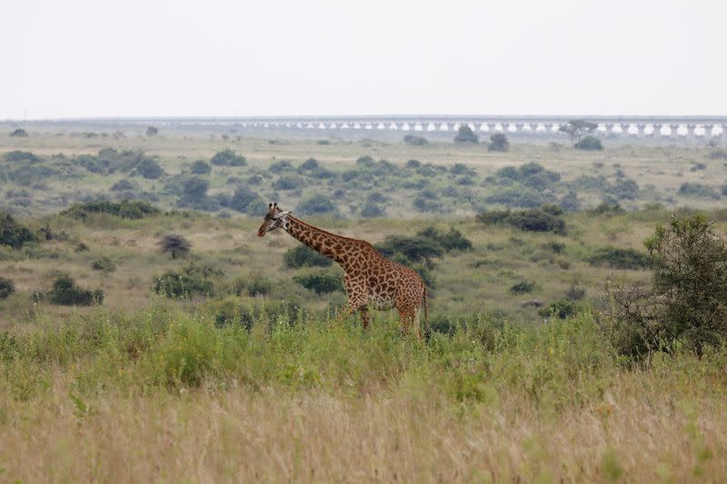 A view of a giraffe grazing with a bridge of the Standard Gauge Railway (SGR) line in the background, inside the Nairobi National Park in Kenya