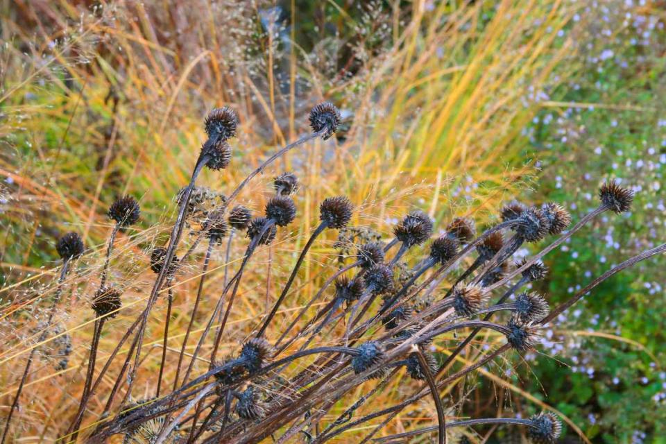 Pale Purple Coneflower (Echinacea Pallida)