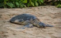 <p>Reserve a private sea turtle tracking walk with the Nevis Turtle Group while staying at the <a rel="nofollow noopener" href="http://www.fourseasons.com/nevis" target="_blank" data-ylk="slk:Four Seasons Nevis;elm:context_link;itc:0;sec:content-canvas" class="link ">Four Seasons Nevis</a> in the Caribbean. The moonlit walk (the encounters take place after 9pm) allows you and your guide to look for turtle tracks to find and tag both turtles and nests. You’ll also learn about the migratory patterns of sea turtles and conservation efforts to keep them safe. While at the Four Seasons, you can book other animal encounters like horseback riding, deep-sea fishing, and green vervet monkey tours (these monkeys outnumber people on the island). </p>