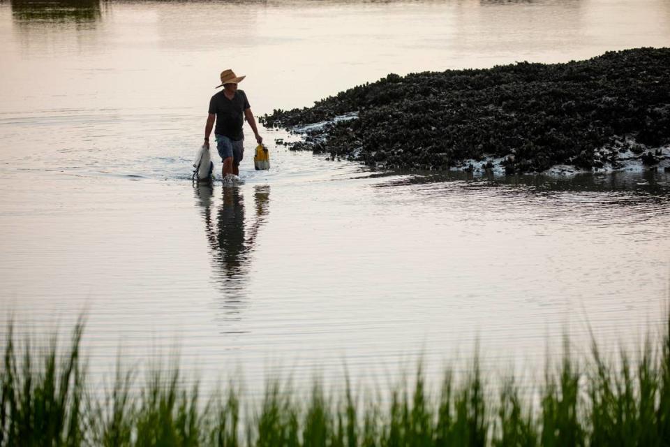 A fisherman works the low tide oyster banks in Hog Inlet, in the Cherry Grove section of North Myrtle Beach. Aug. 11, 2021.