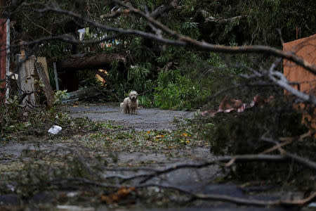 A dog stands next to fallen trees and damaged houses after the area was hit by Hurricane Maria in Salinas, Puerto Rico September 21, 2017. REUTERS/Carlos Garcia Rawlins